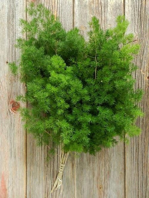  MING FERN  GREENS